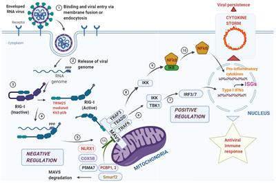 Picking up a Fight: Fine Tuning Mitochondrial Innate Immune Defenses Against RNA Viruses